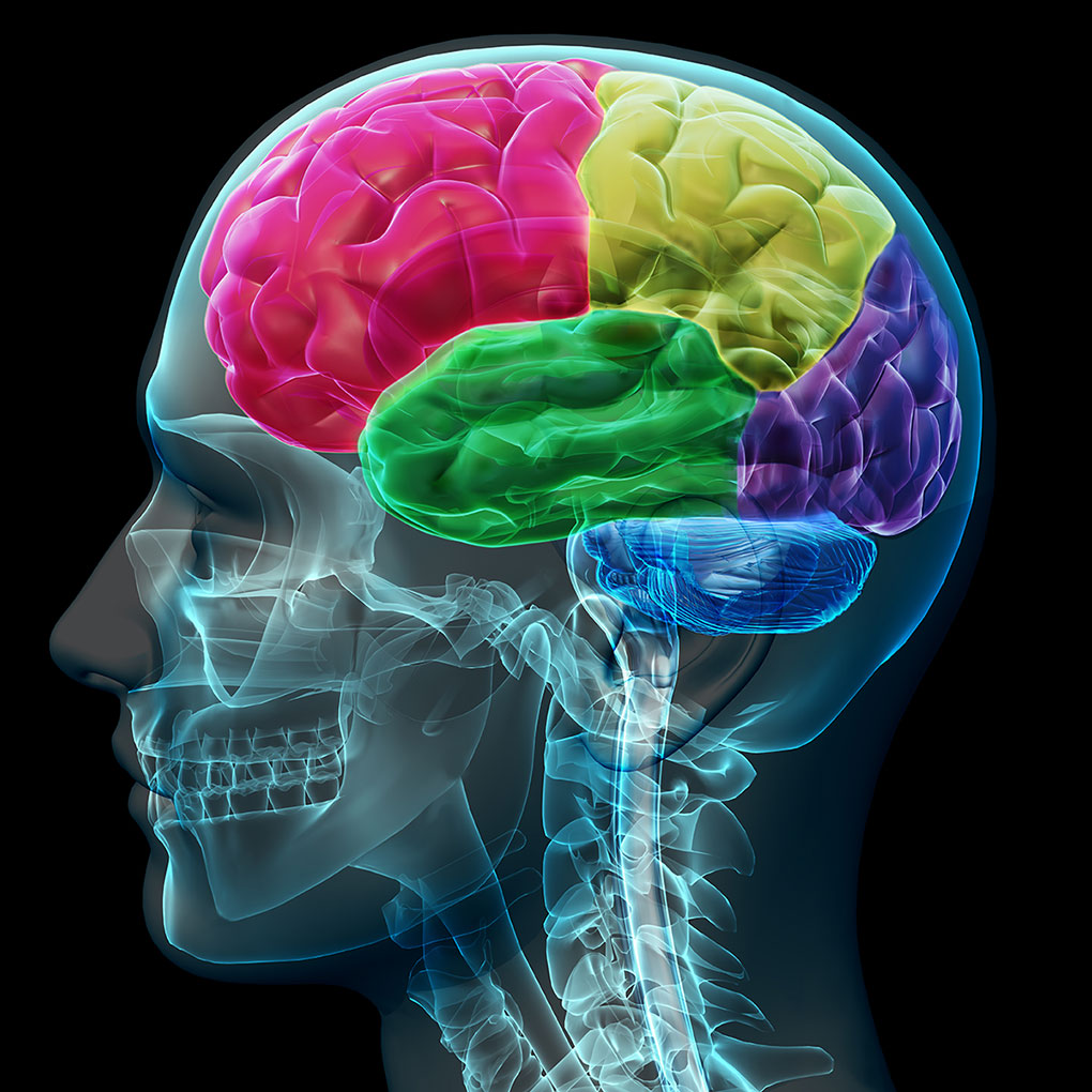 Abbildung des Gehirns, bei dem die verschiedenen Bereiche dessen farblich markiert sind
